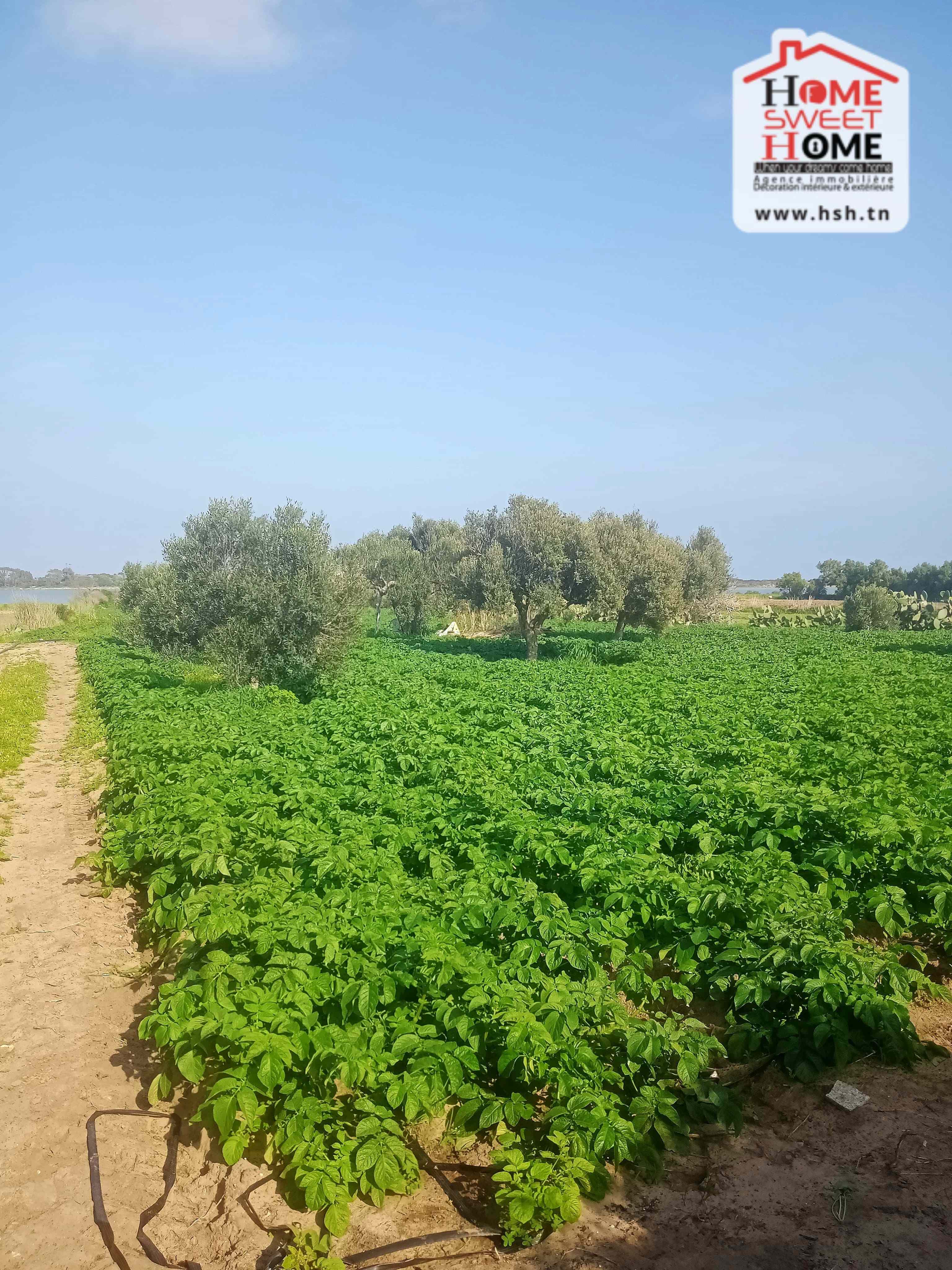 Terrain agricole toris à hammem ghzez