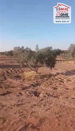 Terrain agricole à kasserine