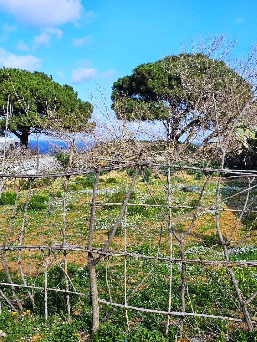 Terrain 500 m2 a rafraf plage lahmeri