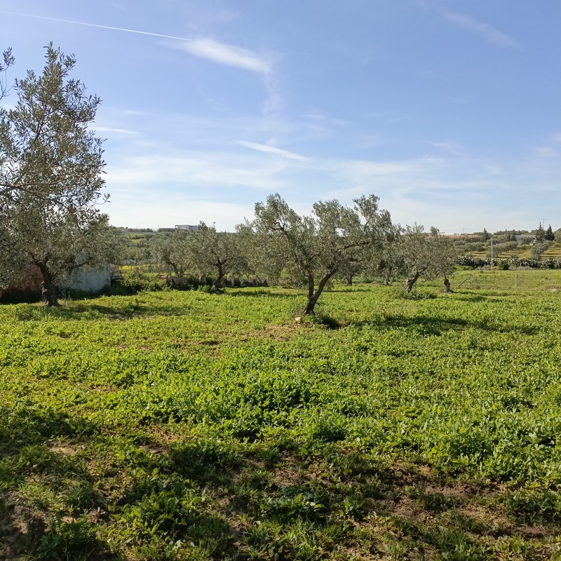 Av terrain 1680m à monchar hammamet sud