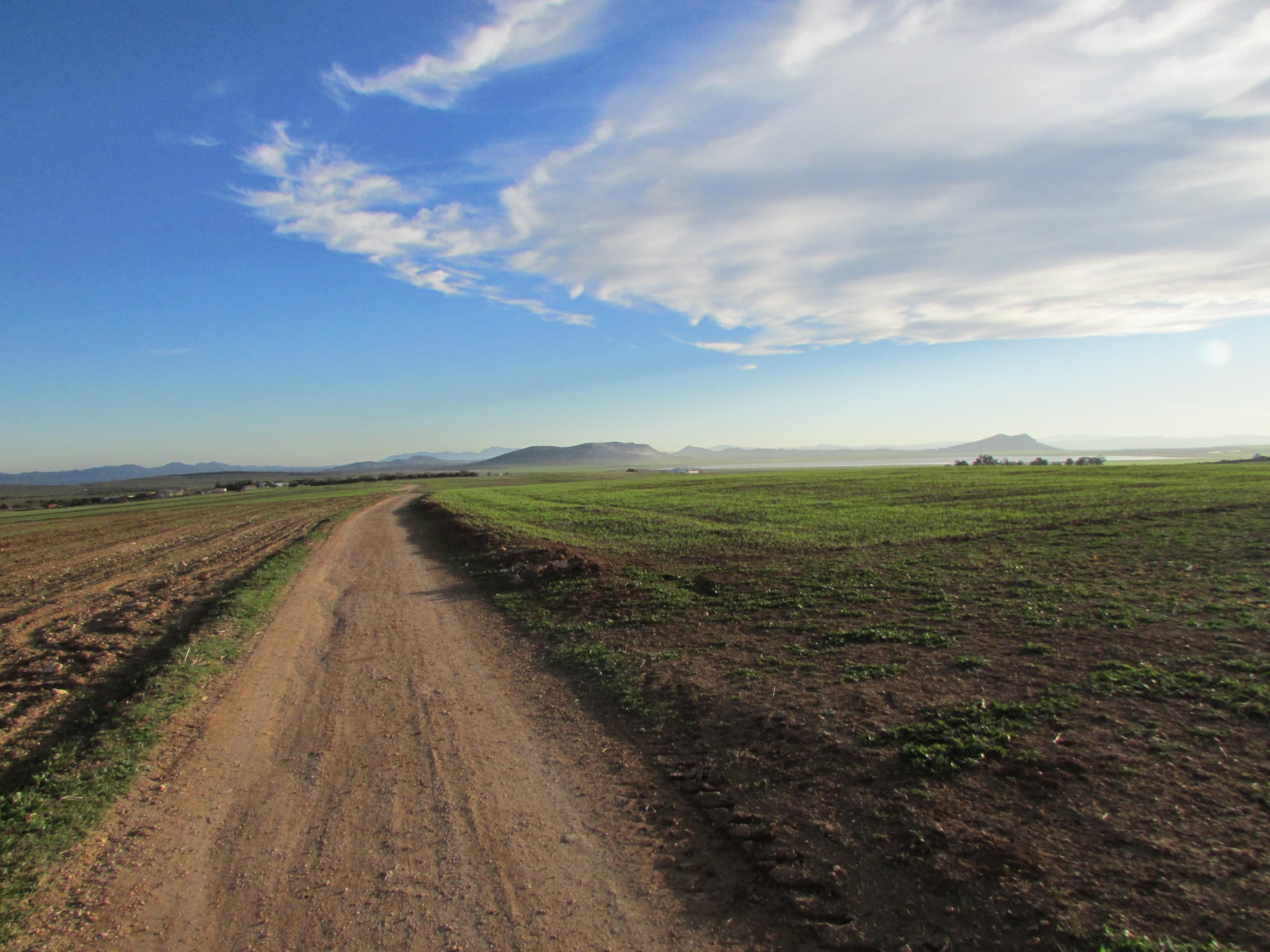 40 hectares pour la plantation d'oliviers