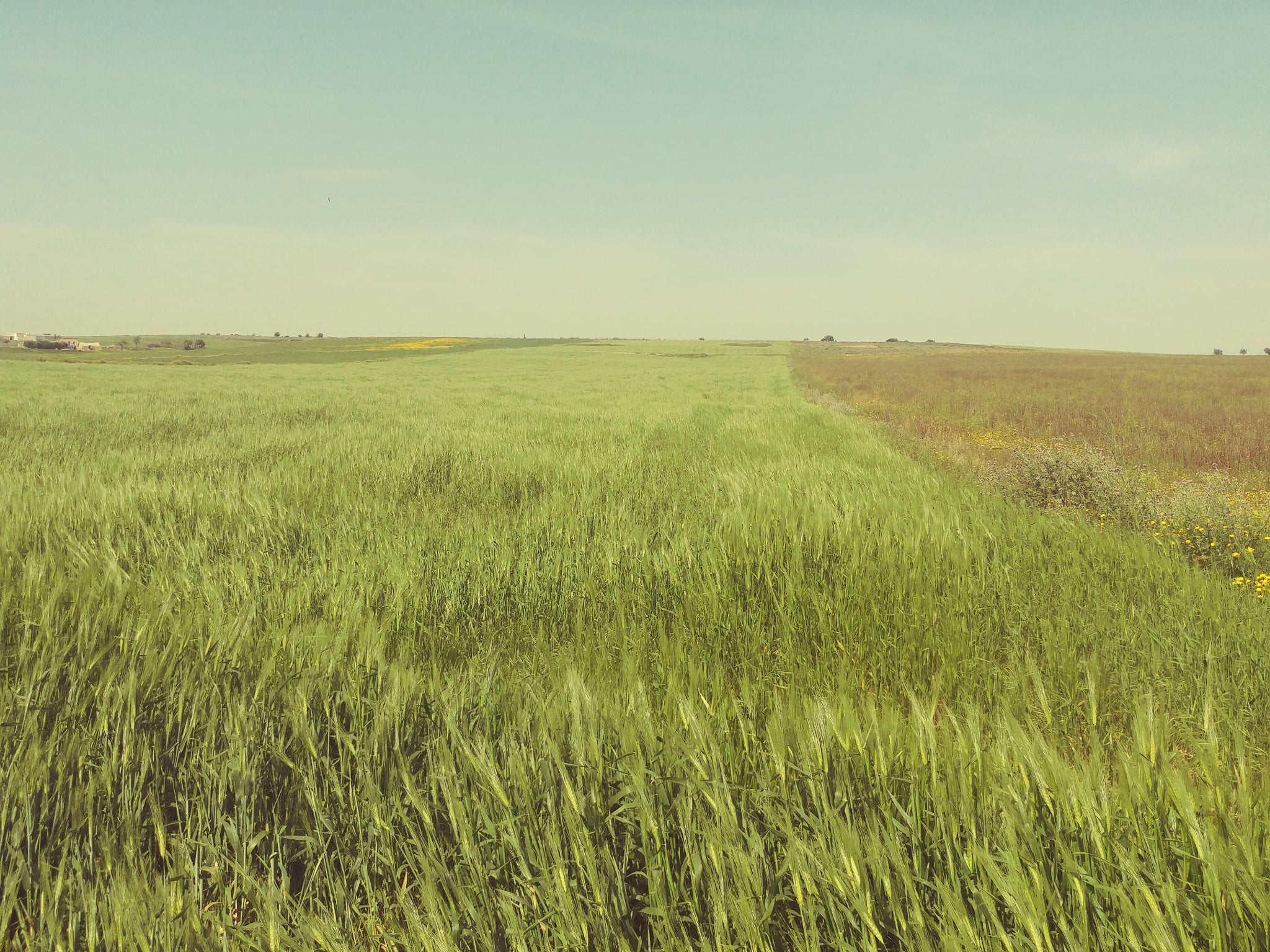 5 hectares terrain agricole nu