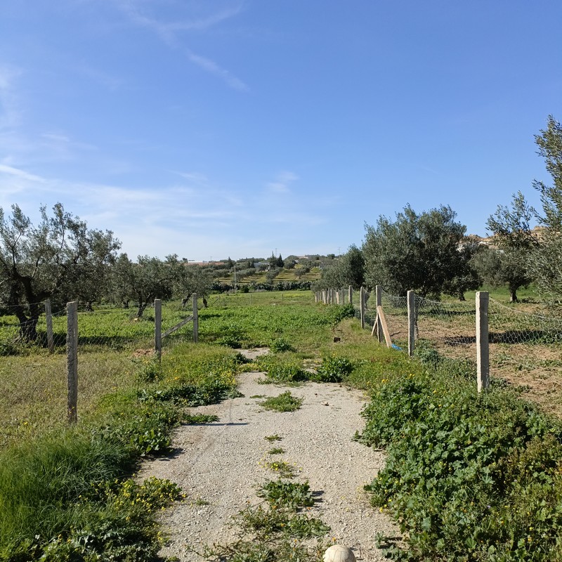 Av terrain 1680m à hammamet sud monchar