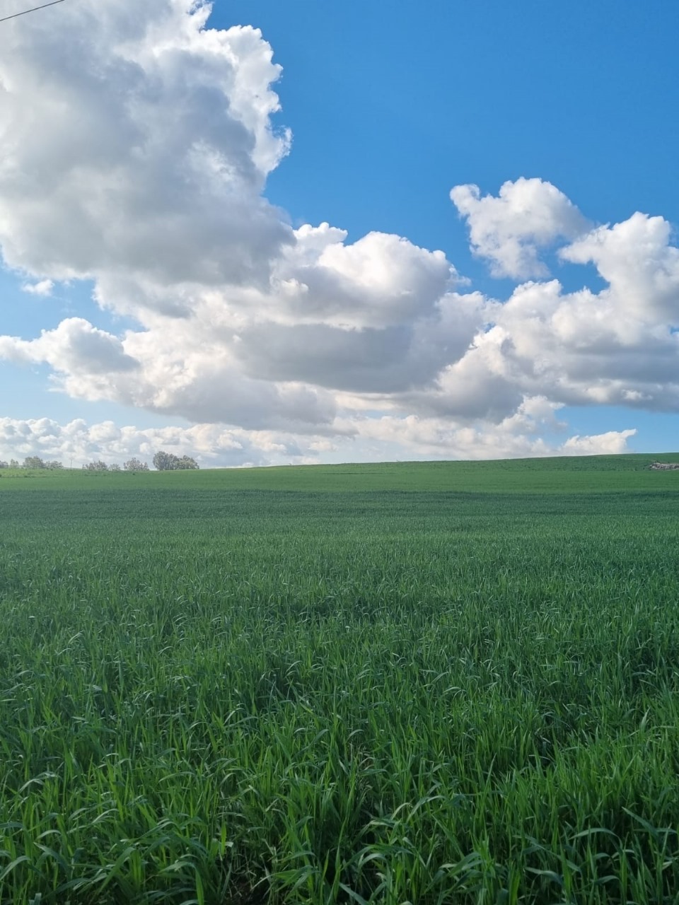 Terrain agricole à zouaouine utique