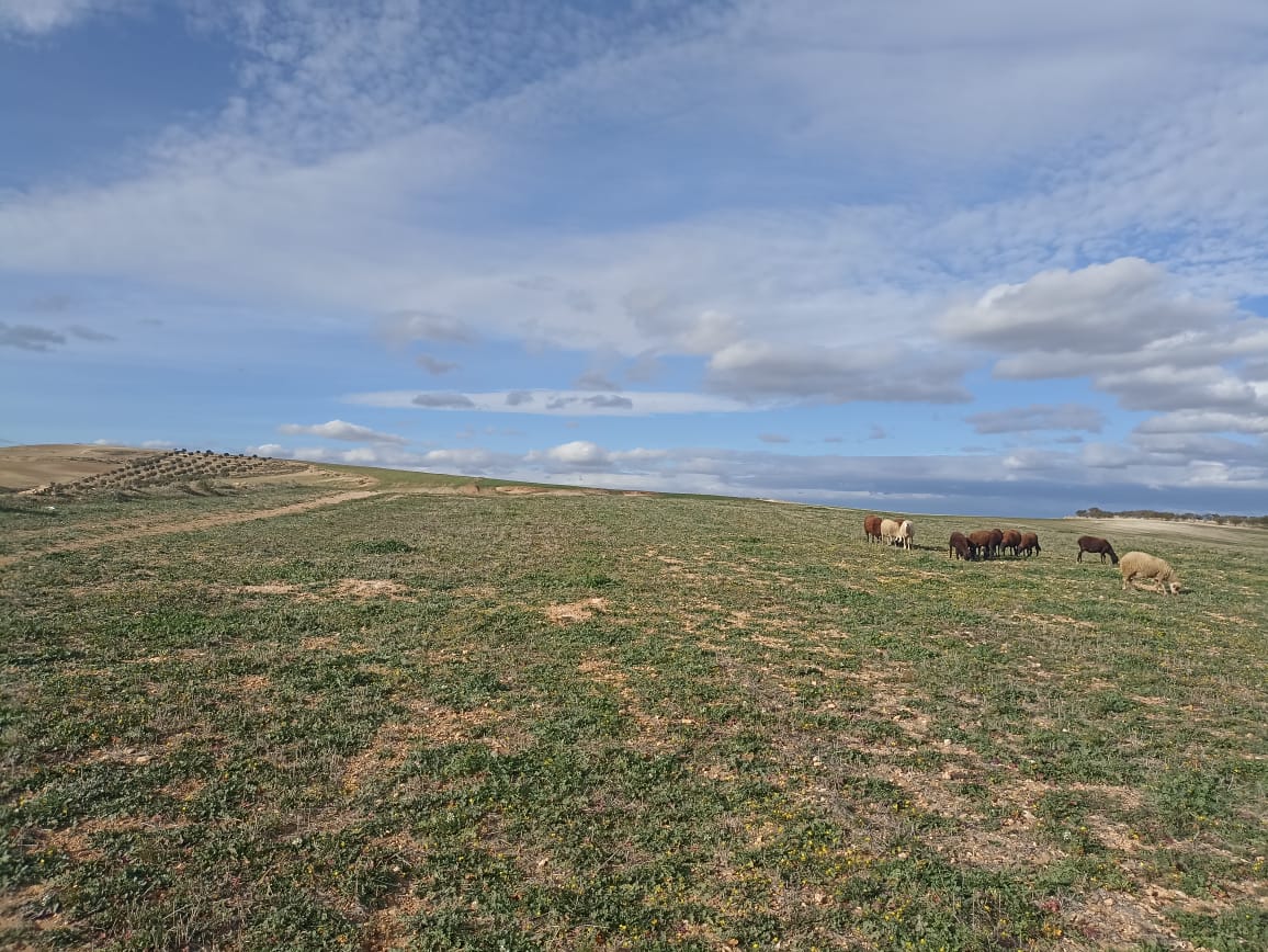 11 hectares 2 hectares d'oliviers 9 hectares nu