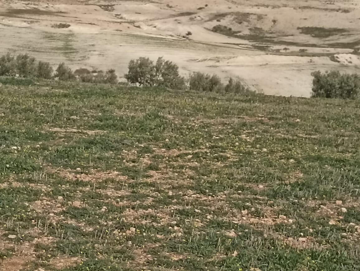 22 hectares 4 hectares d'oliviers 18 hectares nu