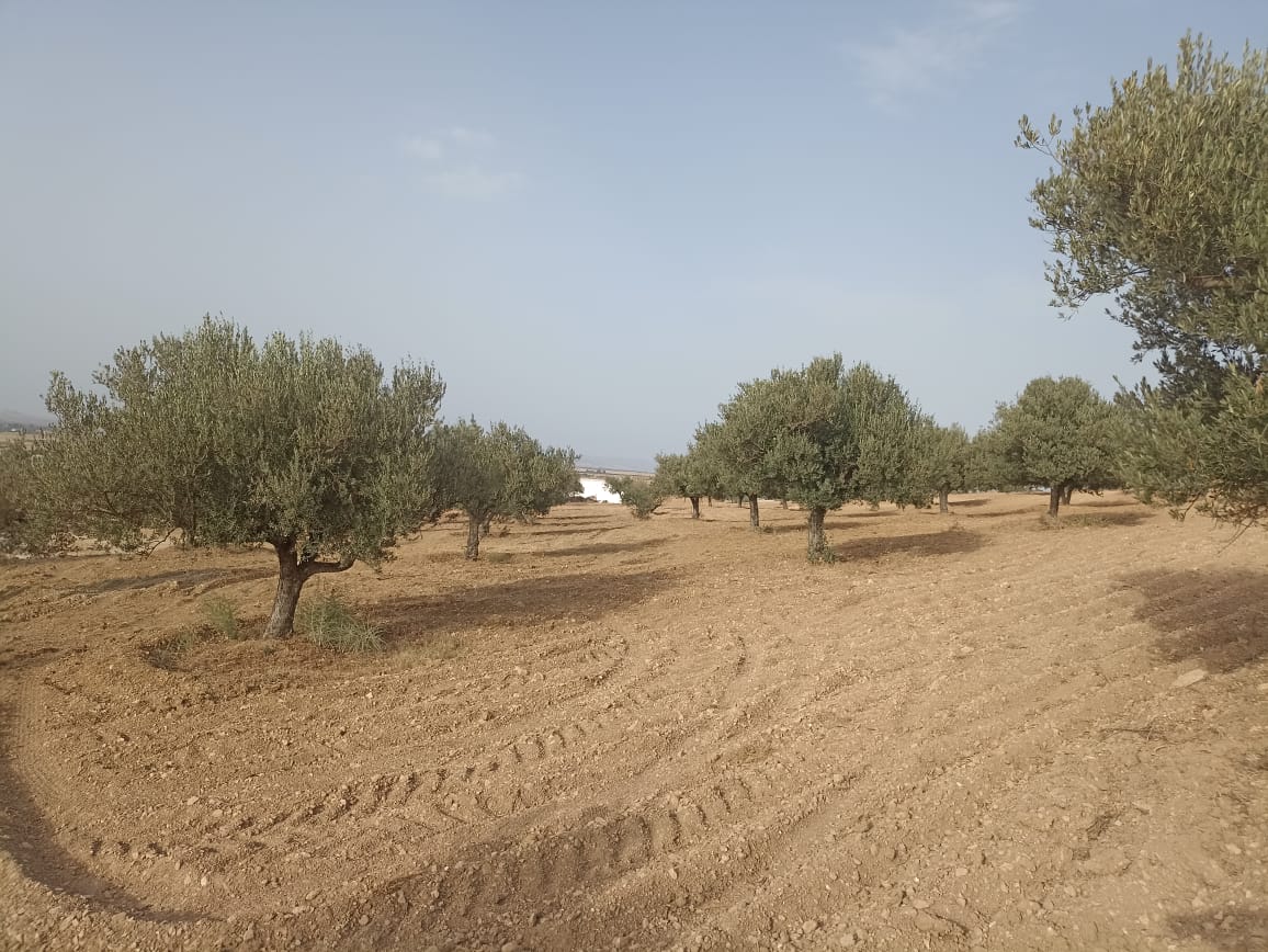 2 hectares 200 oliviers