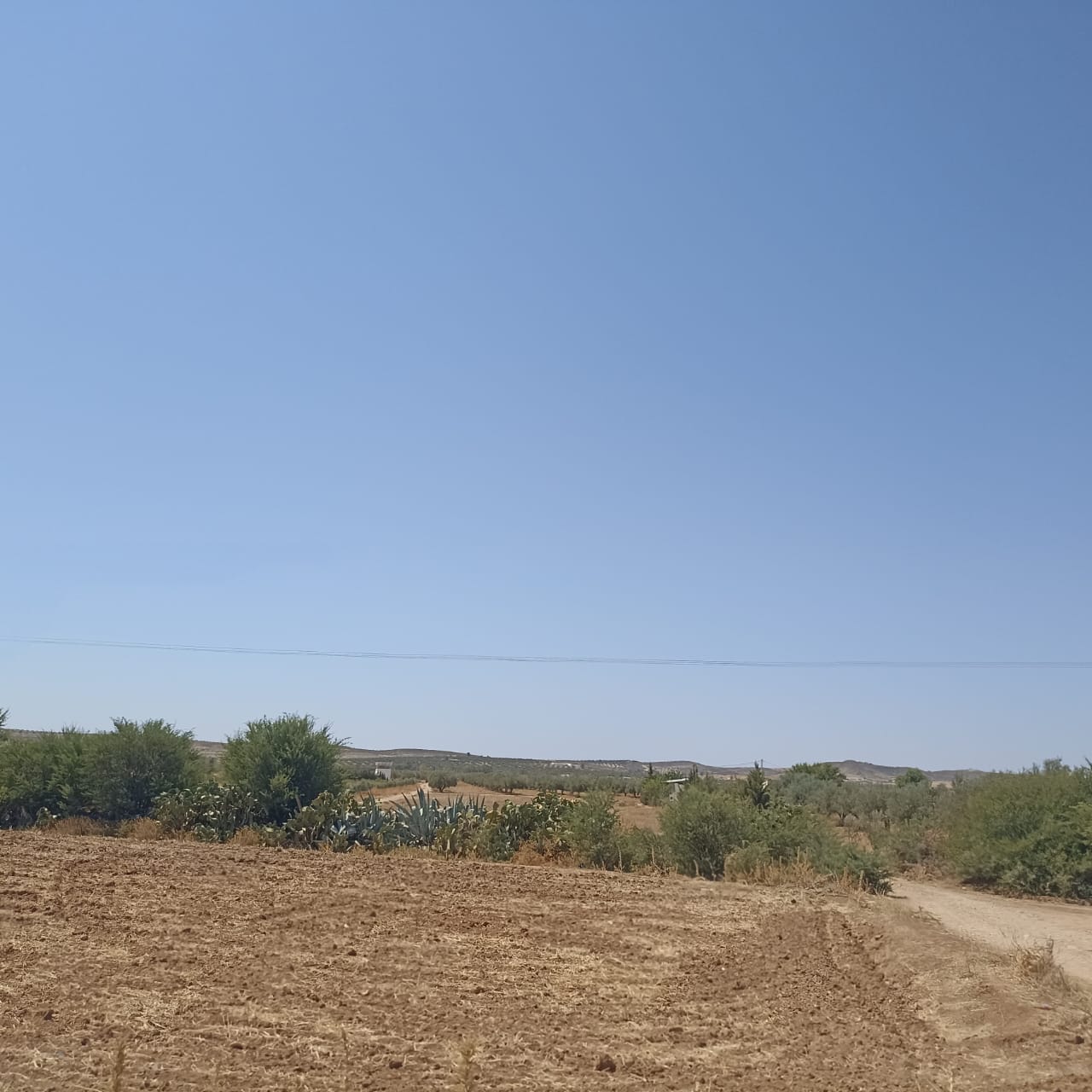 Ferme 4 hectares elfahs