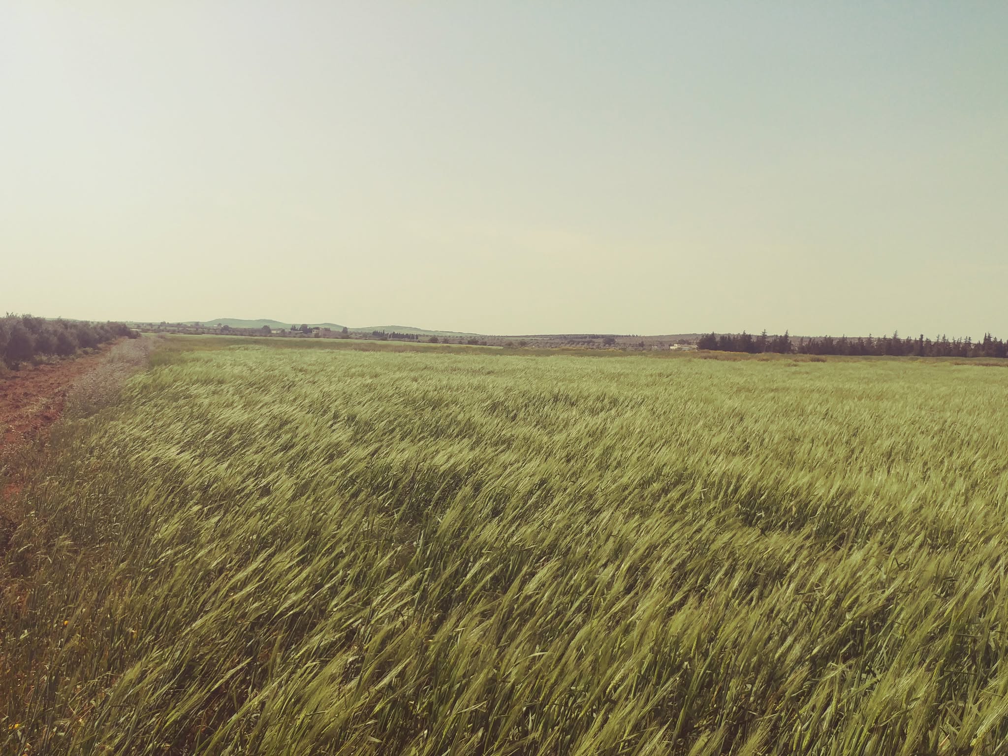 2 hectares et 7 500 m2 nu mnagaa