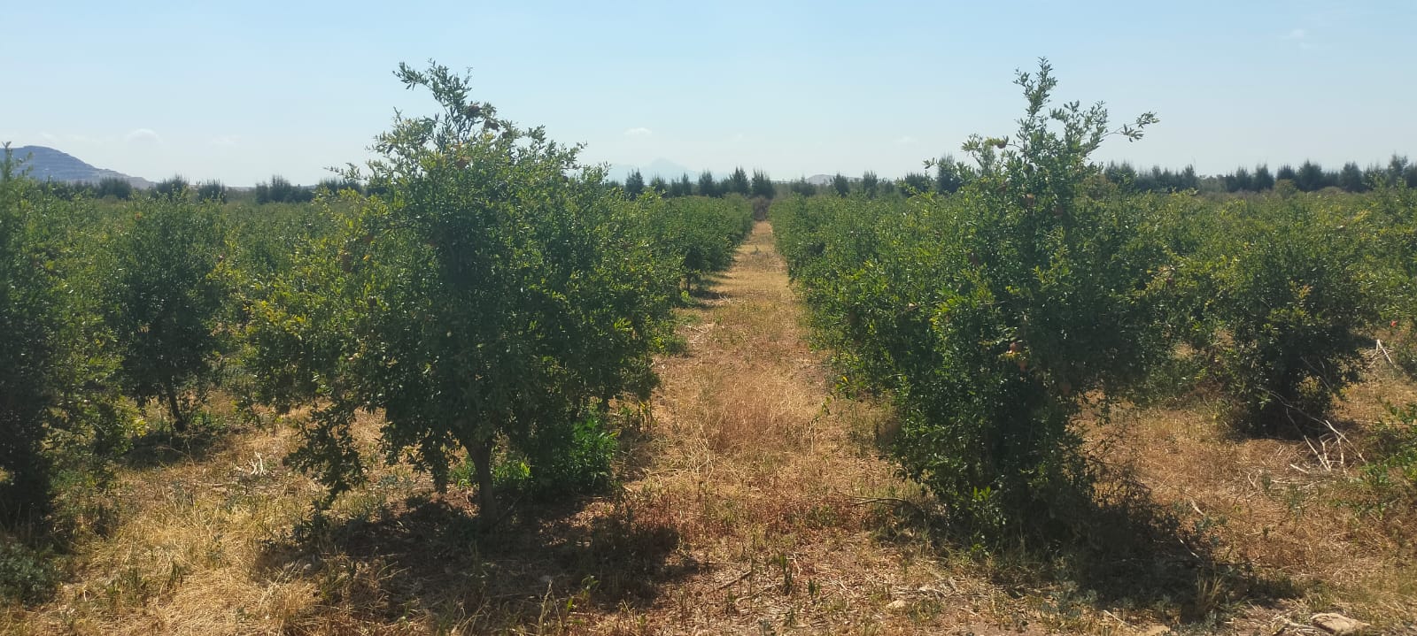 11hectares grenadiers et d'oliviers