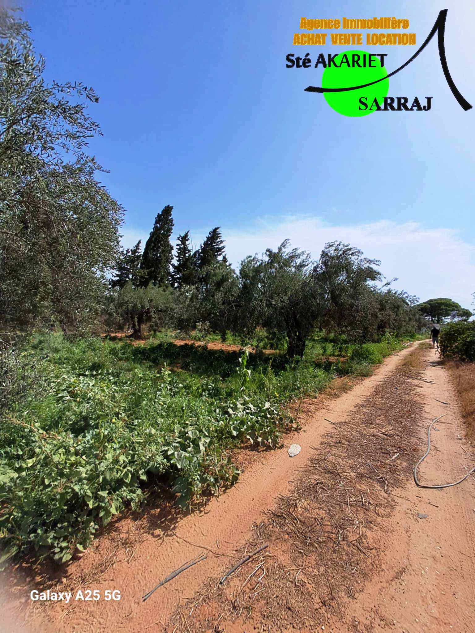 Senia clôturé 2 hectares et 600m à sidi bouali