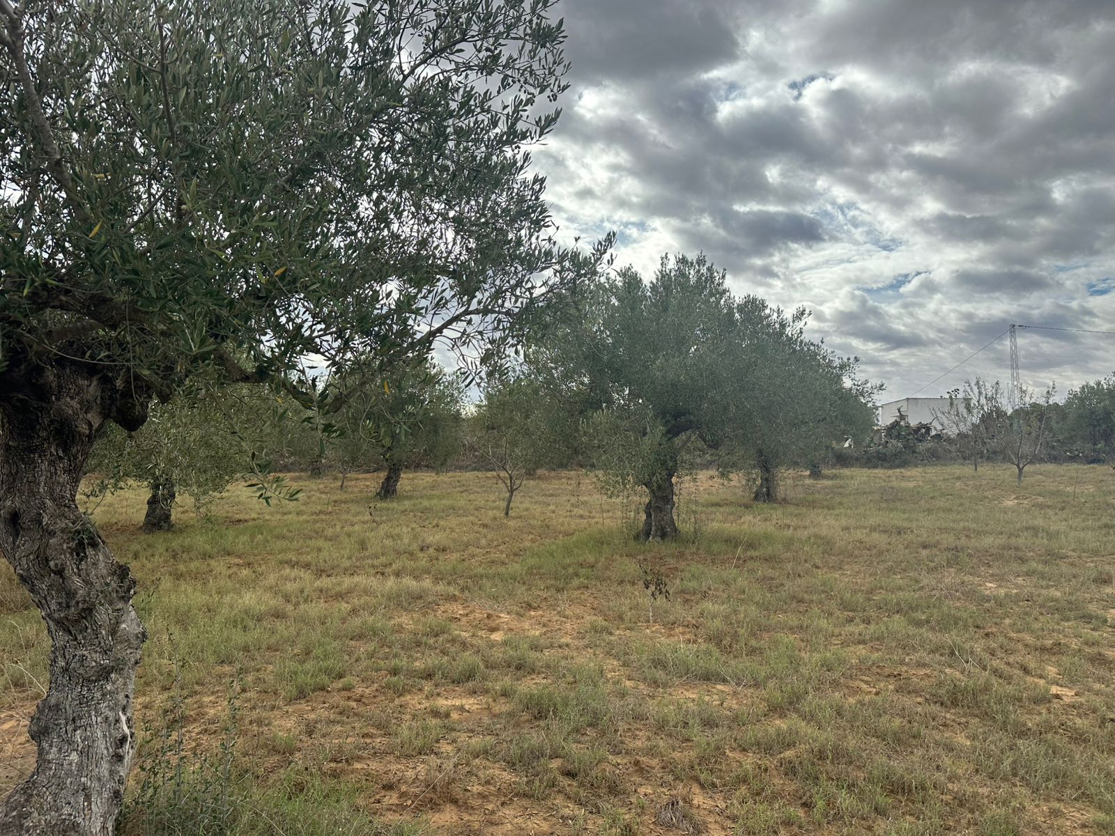 Terrain el araydia