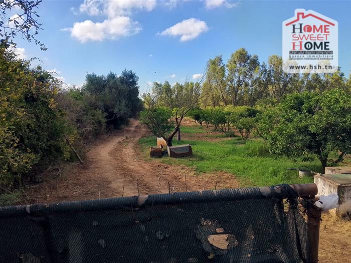 Terrain agricole rahaf à nabeul