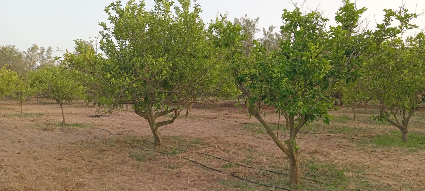 Verger un hectare et demi avec oliviers et agrumes