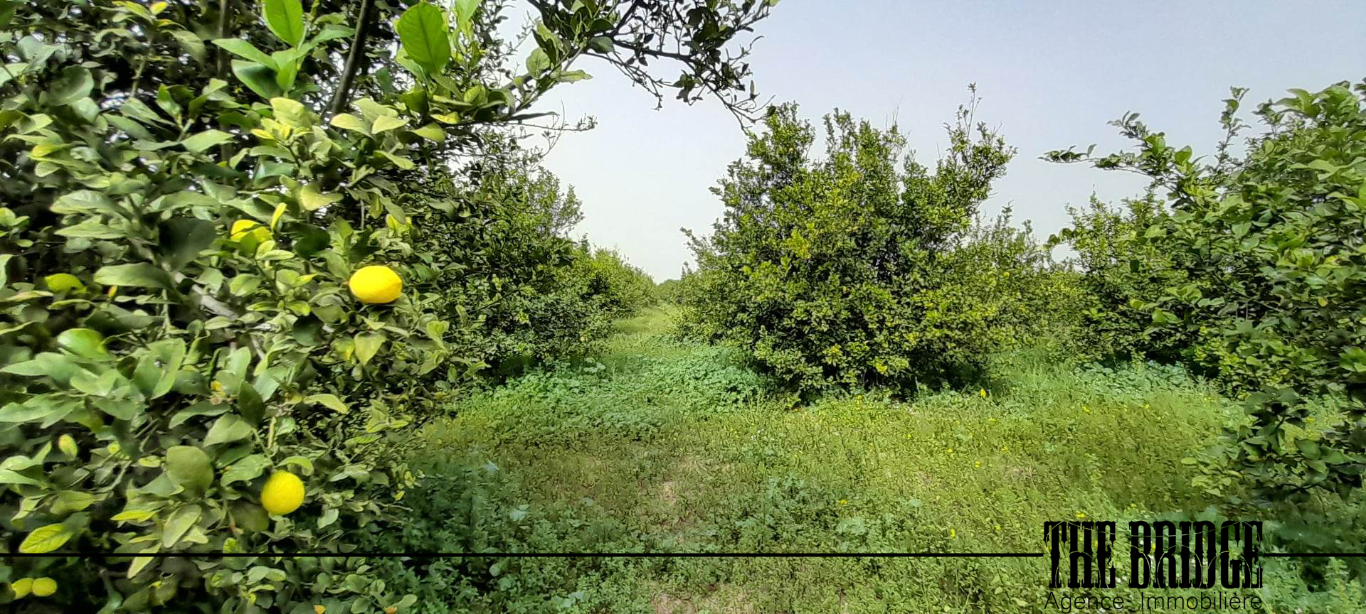 Un hectare dagrumes à bou argoub