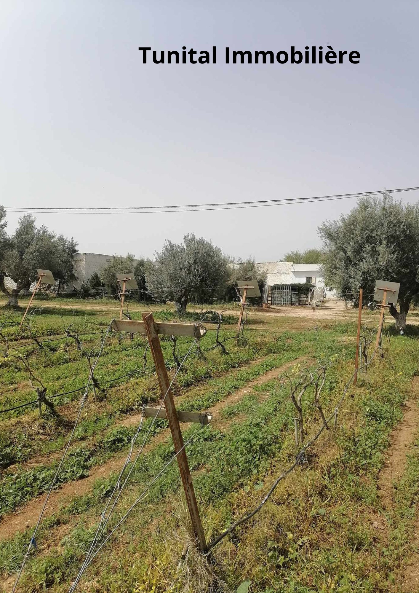Ferme à manouba