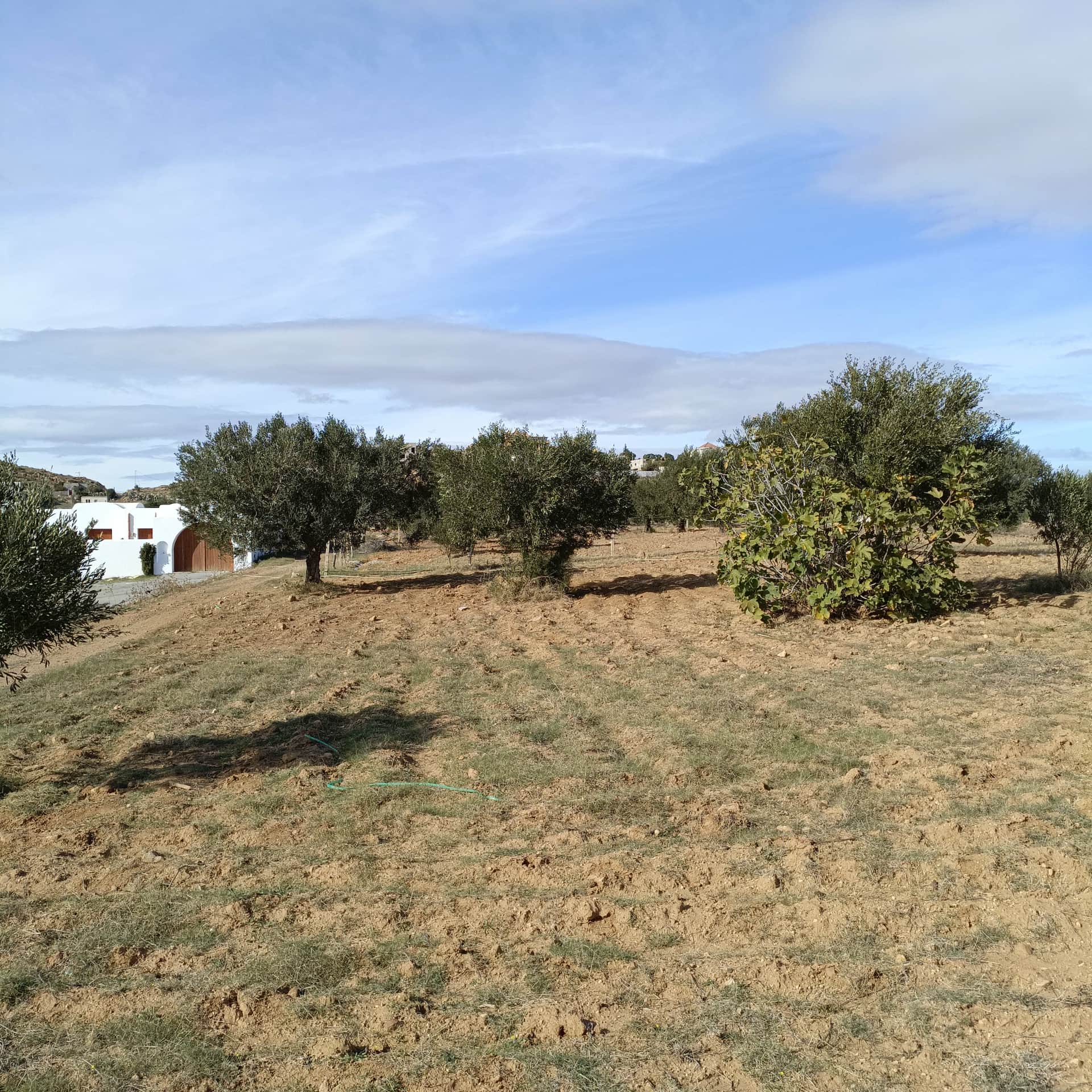 Av beau terrain 1000m à monchar hammamet sud