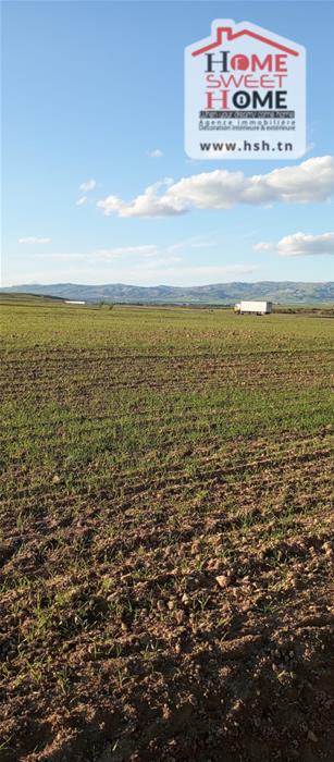 Terrain agricole sylvara à mjez el beb
