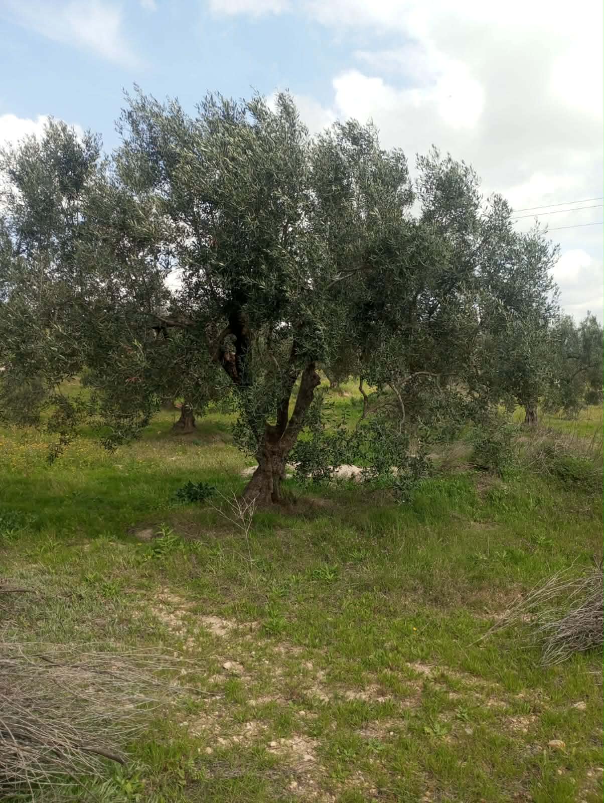 Av terrain 9000m et 120 oliviers à zaghouan