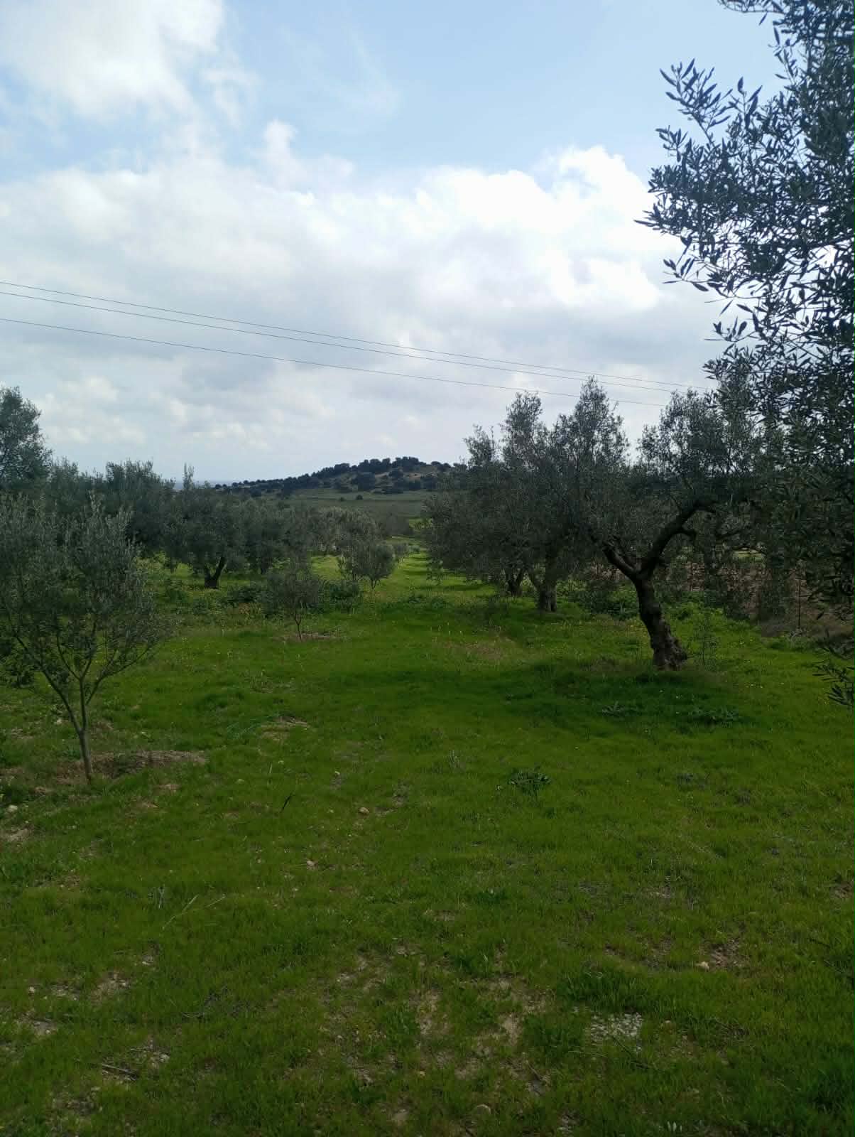 Av terrain 9000m à zaghouan zriba