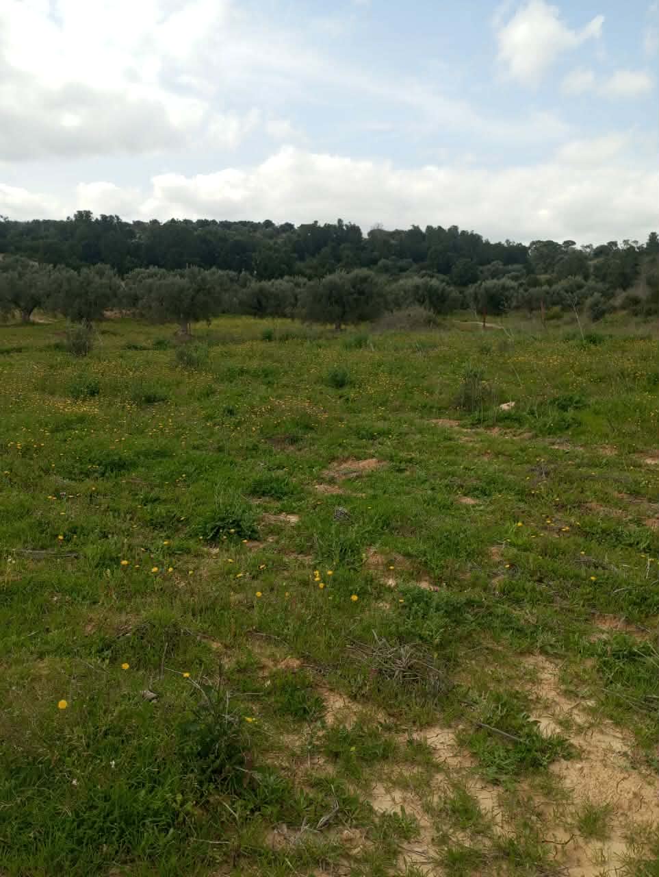 Av terrain 4100m avec oliviers à zaghouan