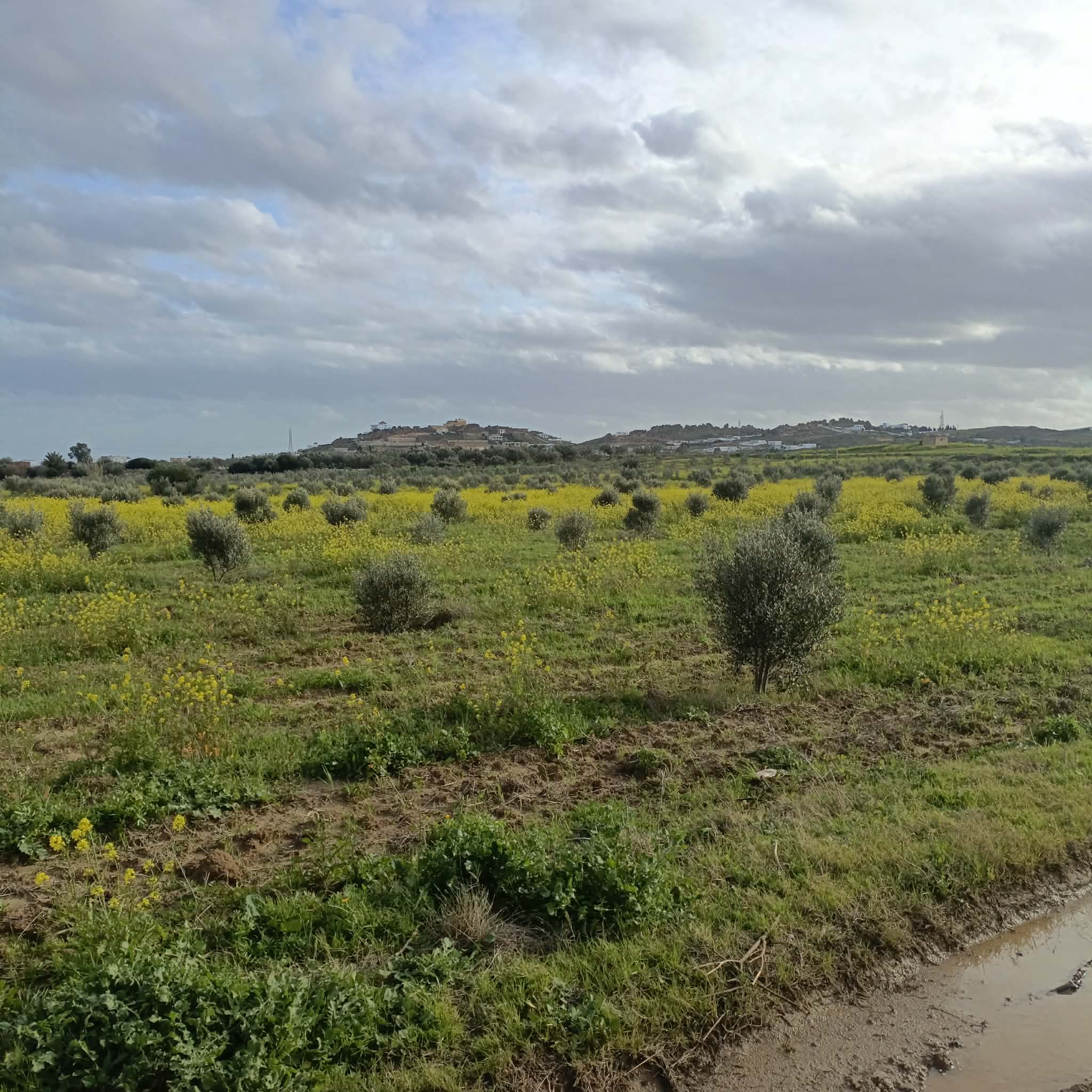 Av terrain de 1000m à 3000m à hammamet sud