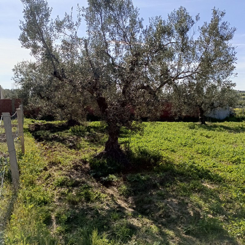 Av 1680m clôturé à hammamet