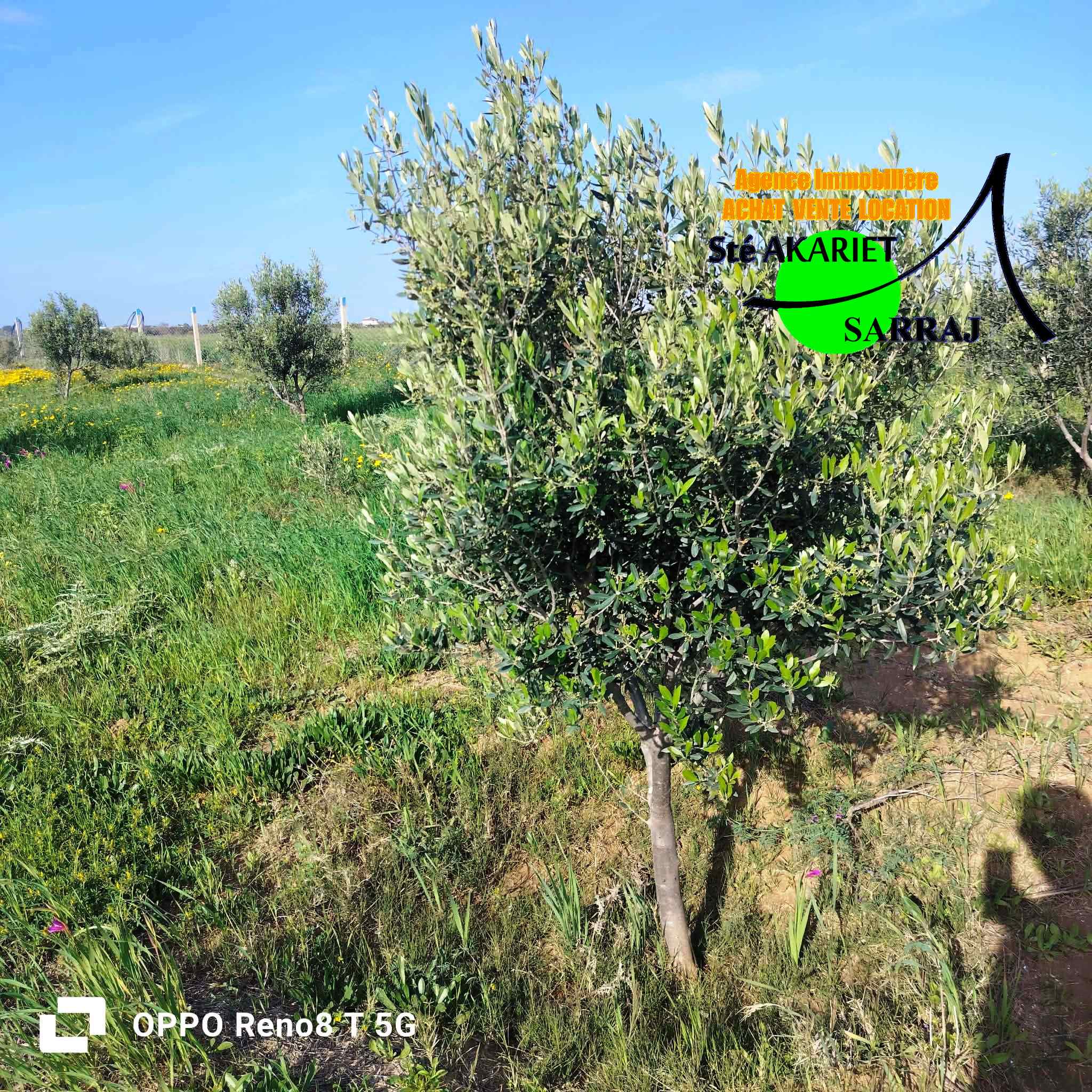 Senia 12000m al sath vers chouicha à sidi bouali