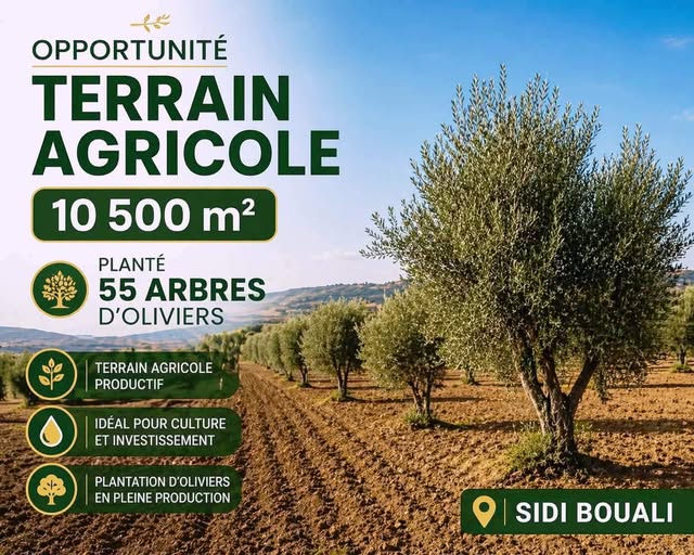 Lot 10500m prés maisons d hôte signo sidi bouali