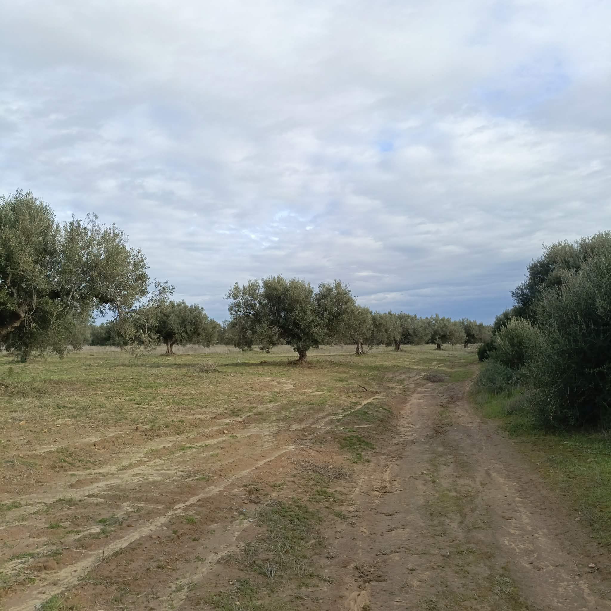 Av terrain 290m à hammamet sud