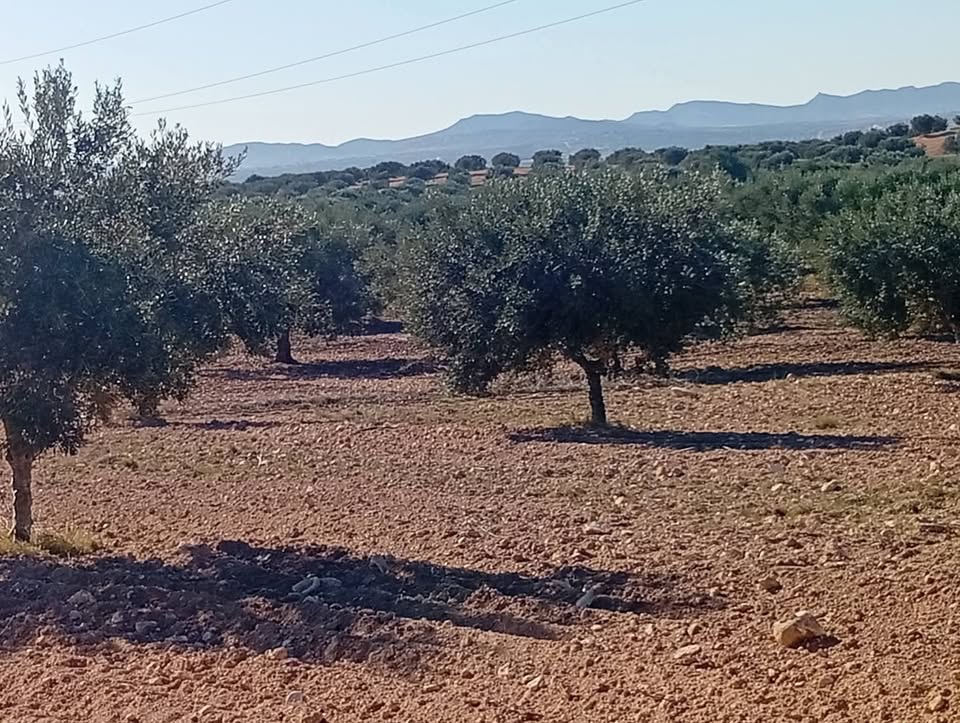 9 hectares zagouane