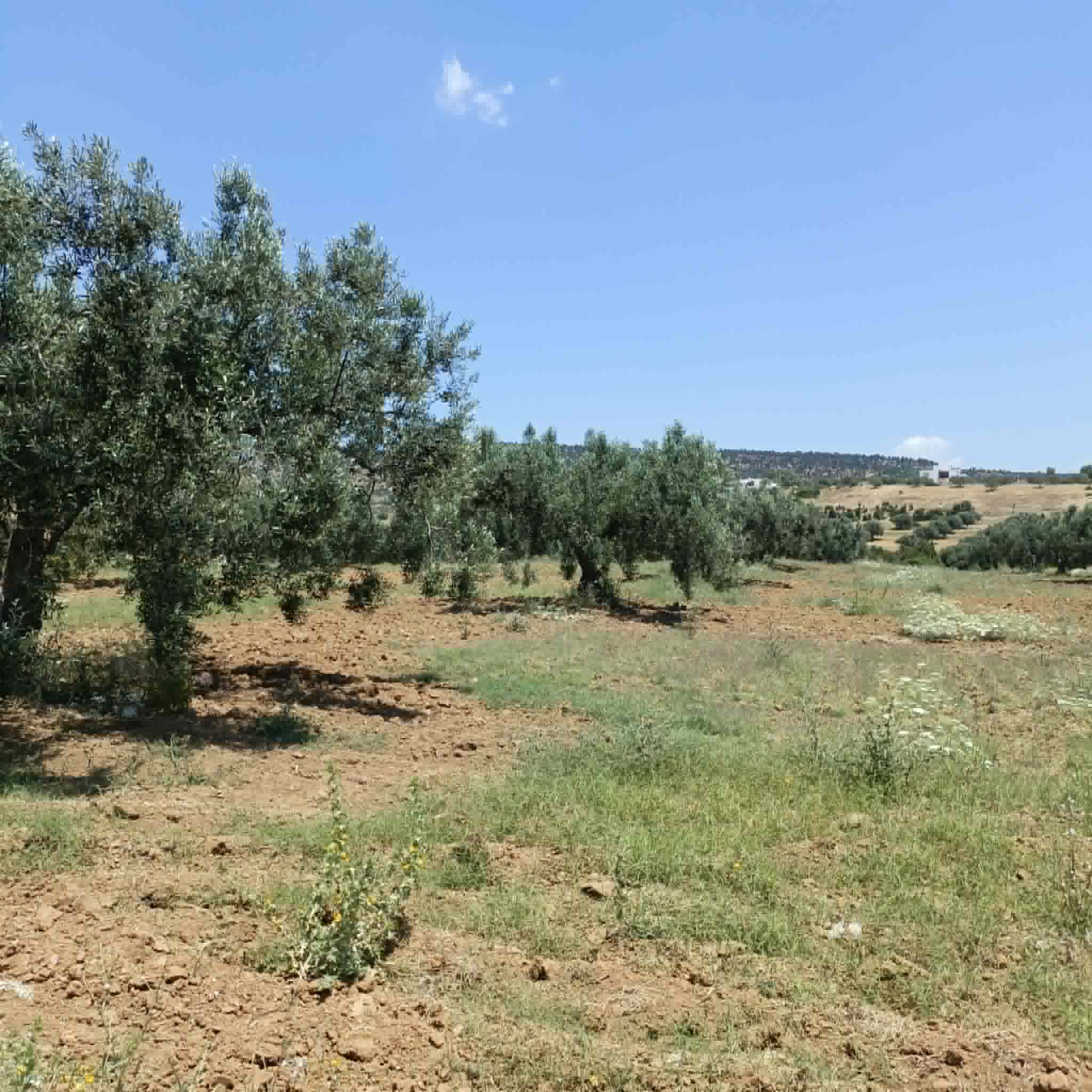 Av terrain de 4500m avec oliviers à hammamet