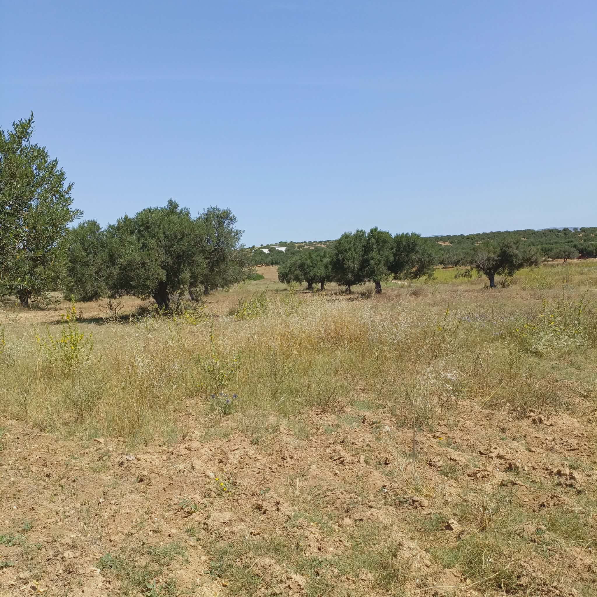 Av terrain 500m à 48md à hammamet sud
