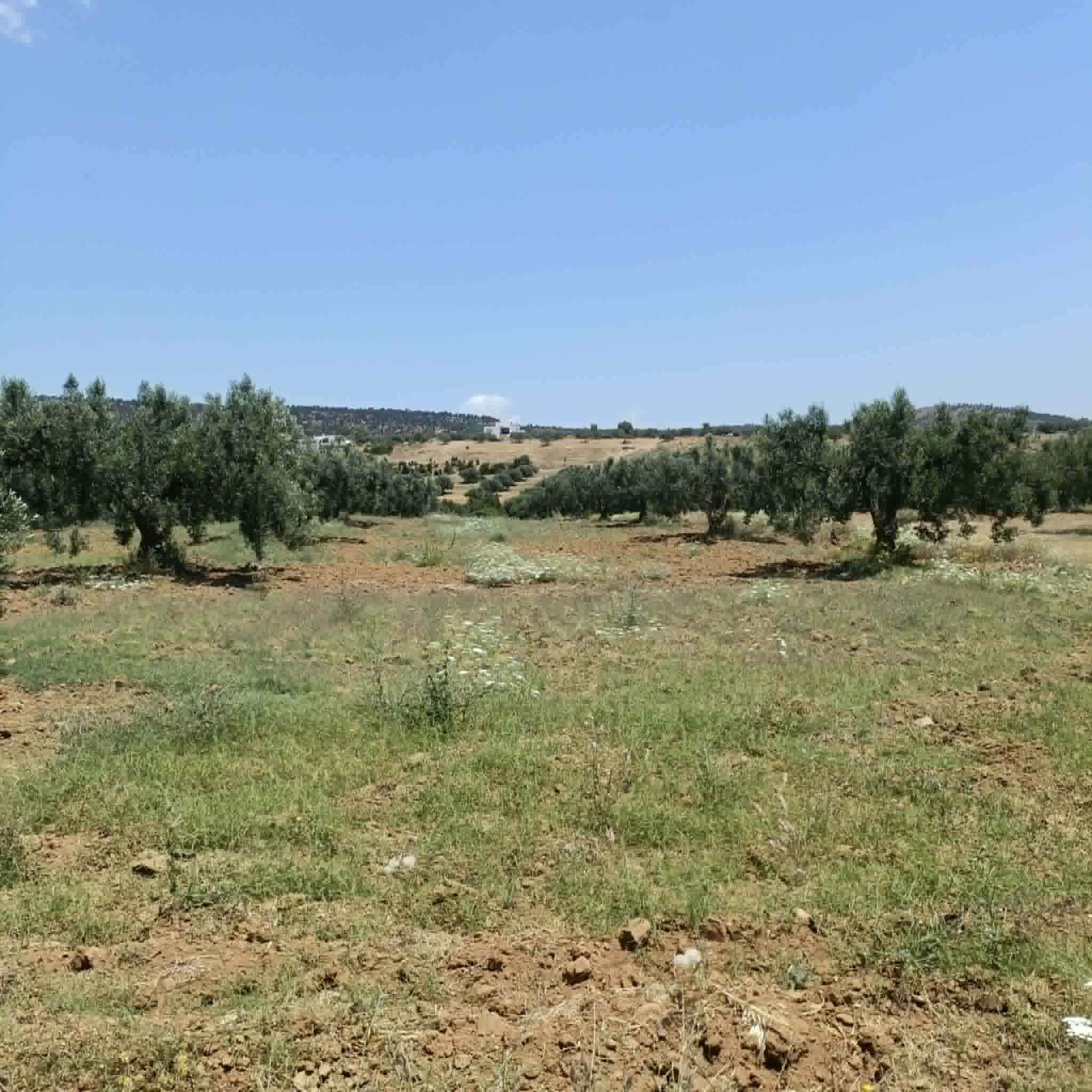 Av terrain 2250mavec oliviers à hammamet