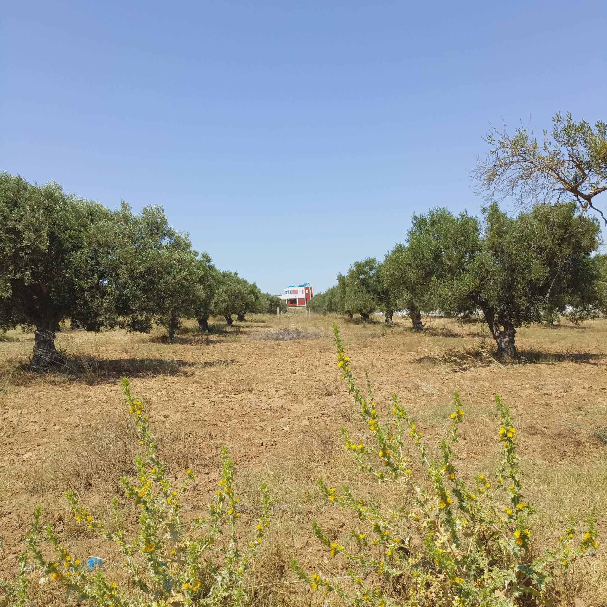 Av terrain de 1000m à 80md proche hammamet