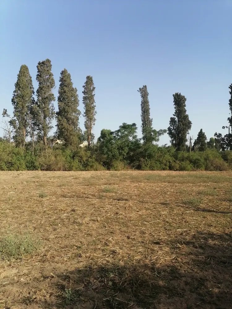 Terrain rasjbal