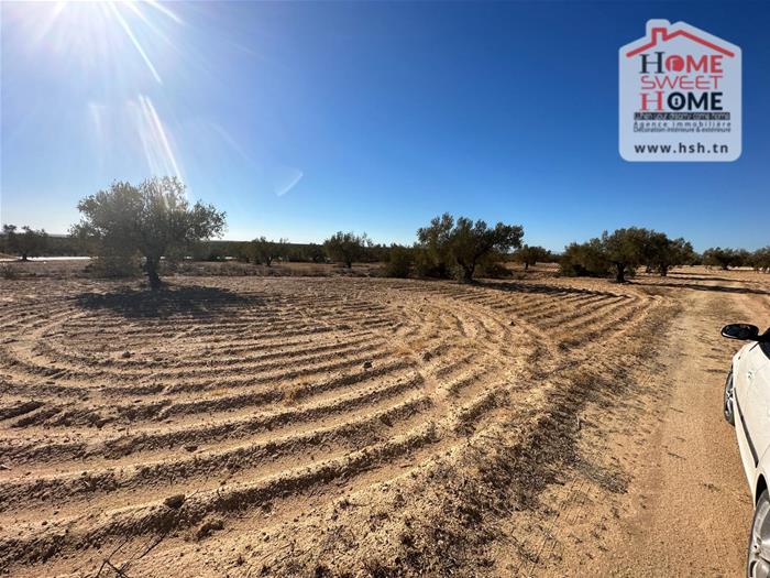 Terrain agricole olivon kondar sousse