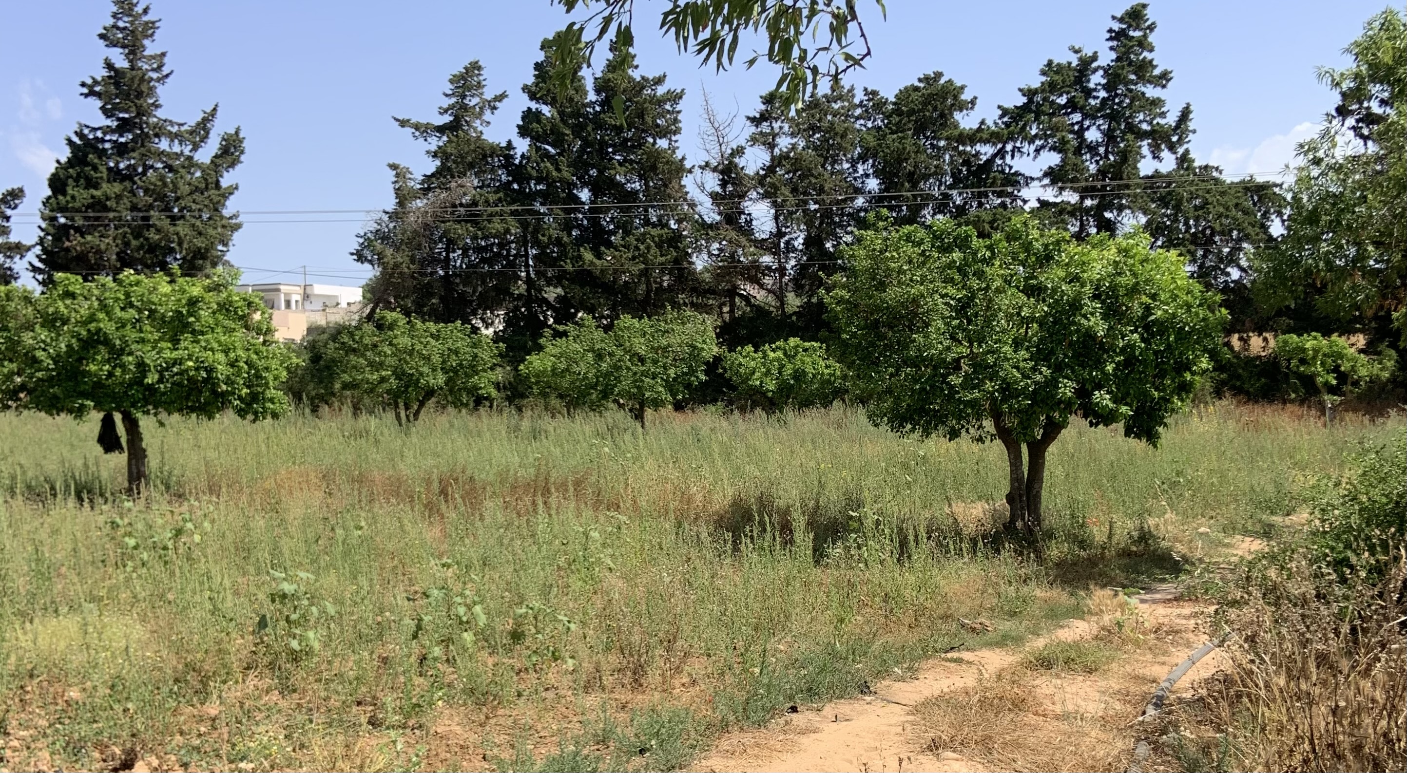 Terrain agricole 3 hectares avec puits et bassin