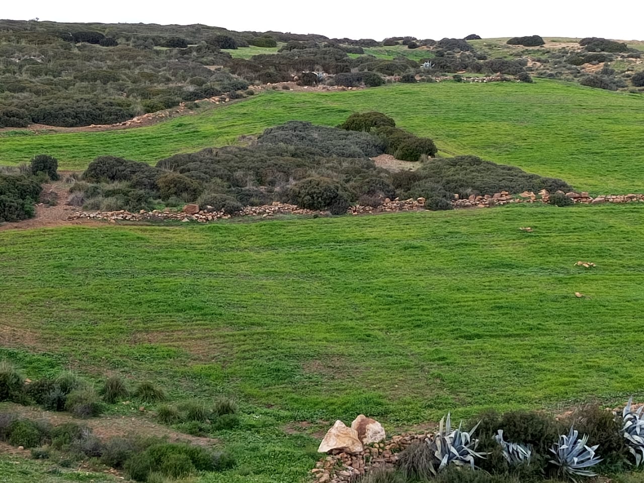 Av 10 hectares nu à hammamet 99958728