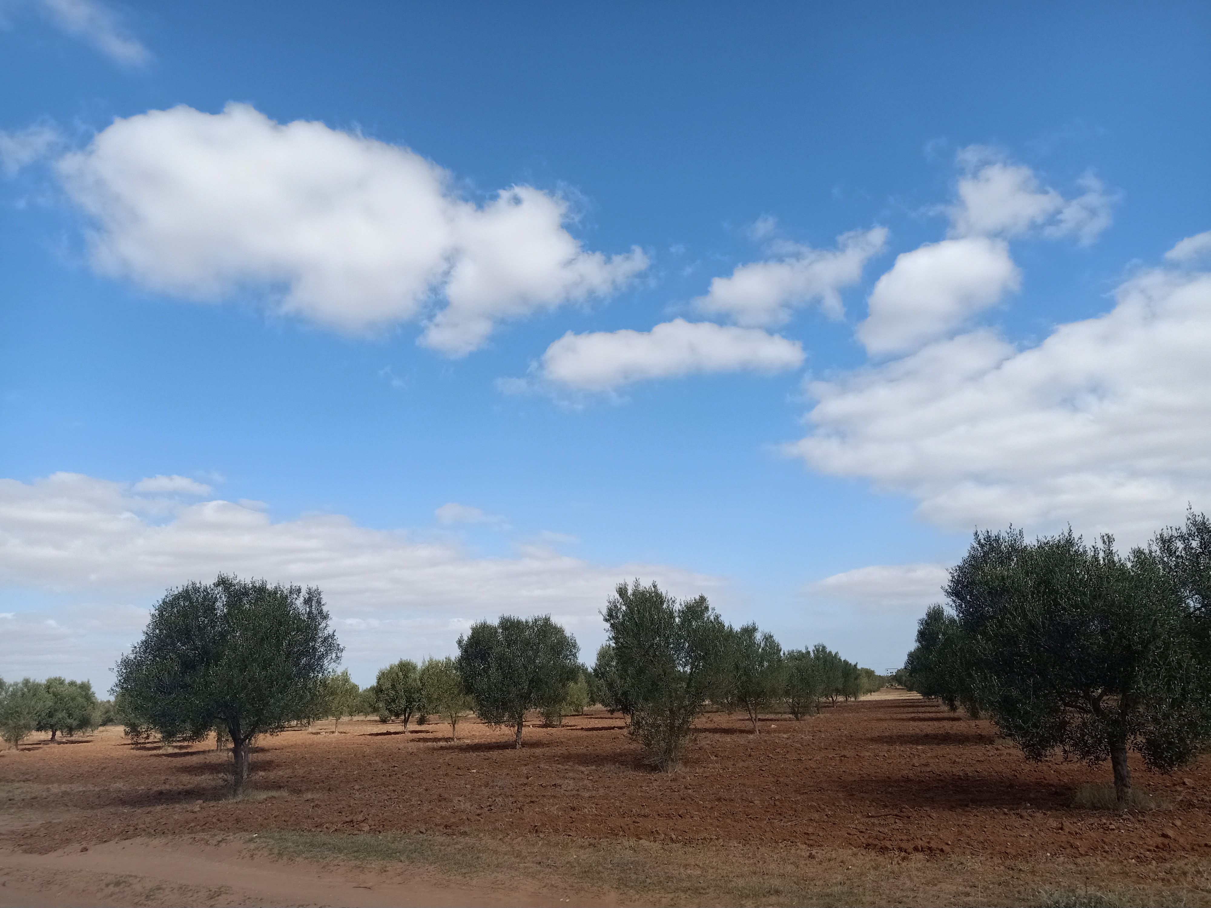 Terrain à borgine