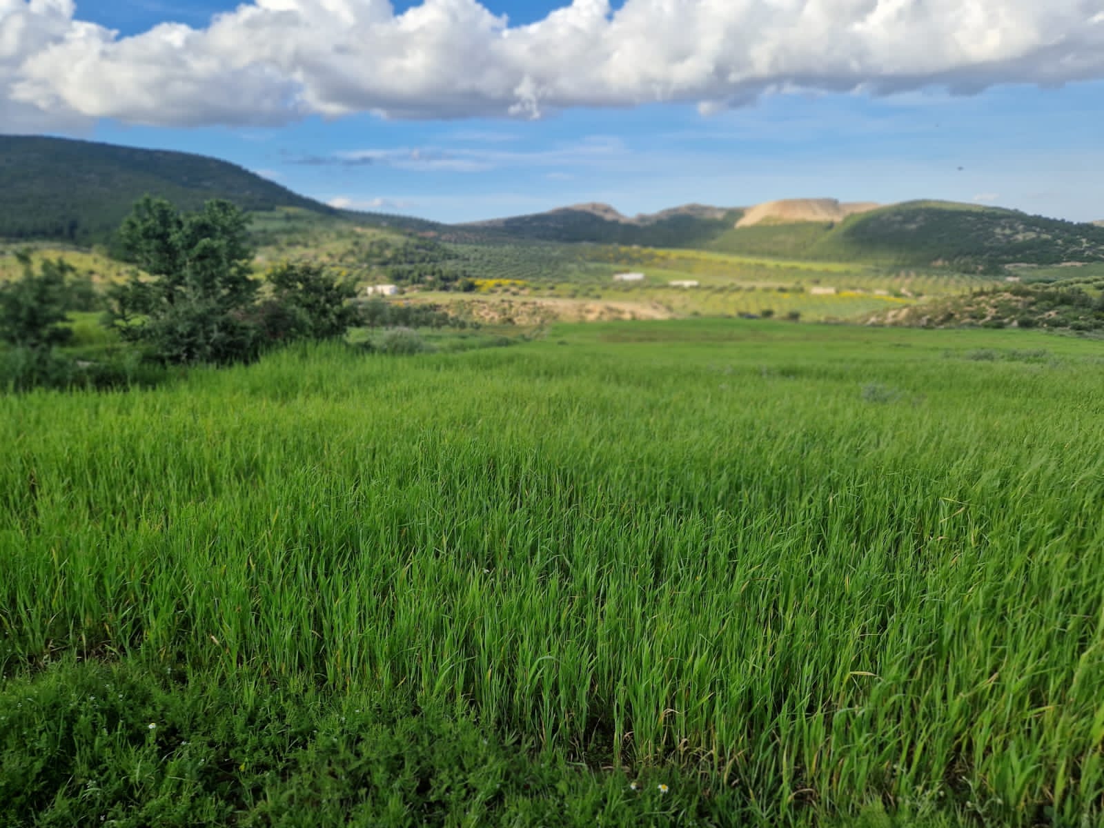 Terrain agricole à grombalia jebel trif