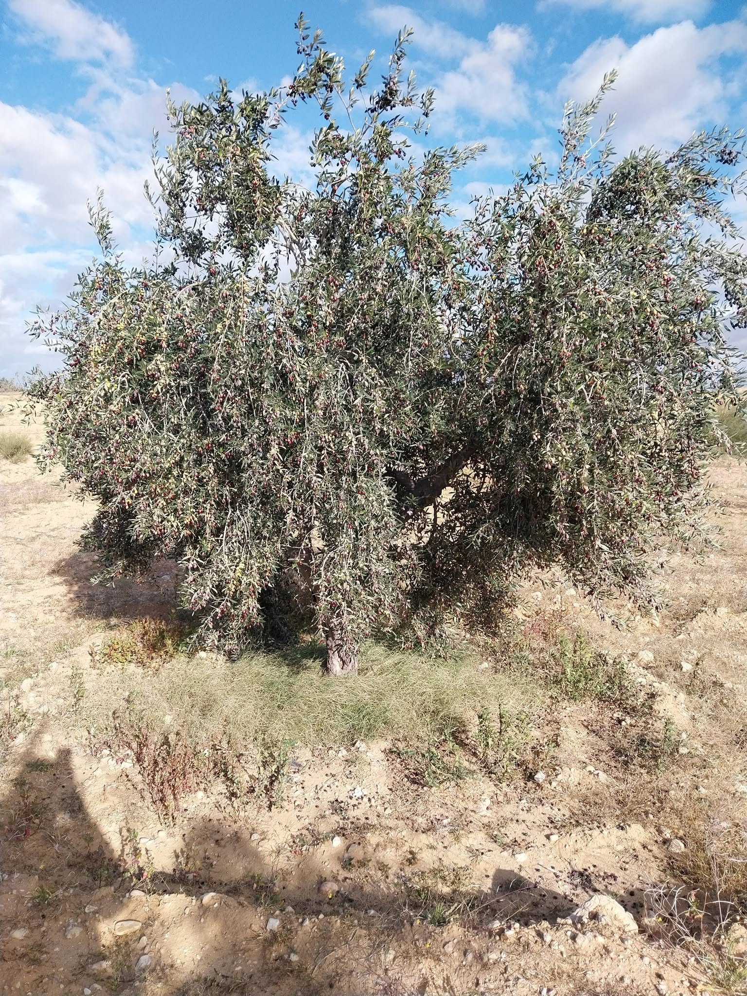 Terrain agricole d'oliviers à sidi bouzid