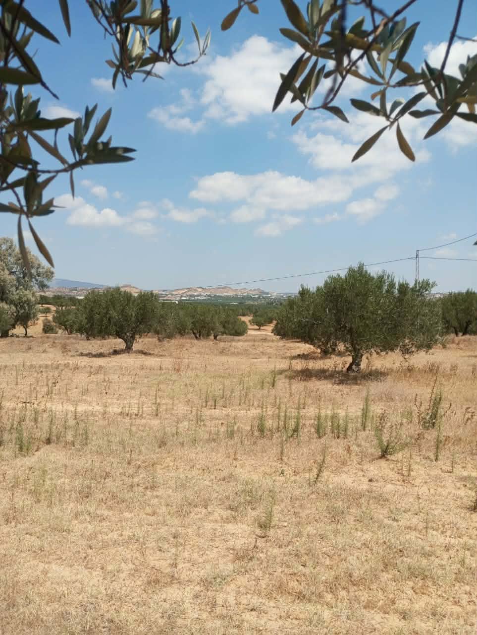 Av terrain 1000m à 40md à hammamet sud