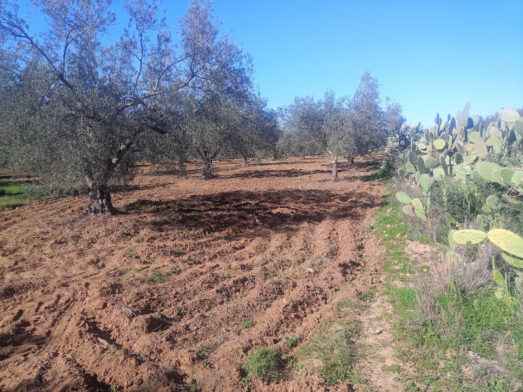 Terrain agricole zaghouan