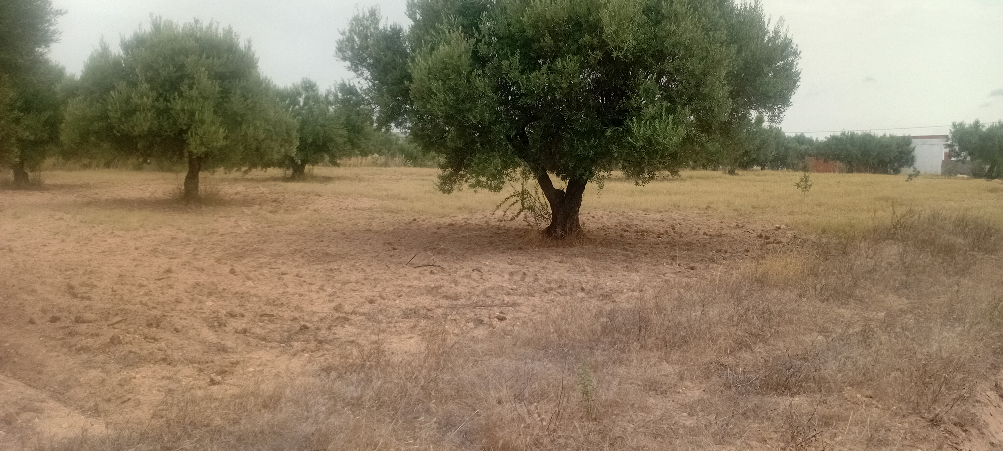Terrain hammet