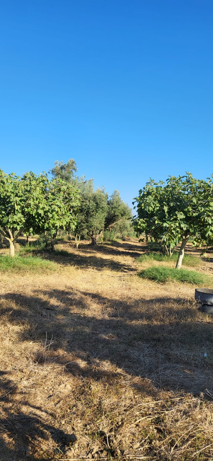 Terrain agricole à el azib