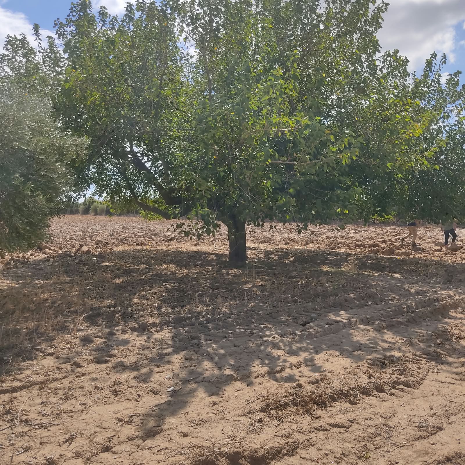 Terrain agricole avec villa au coeur du cap bon