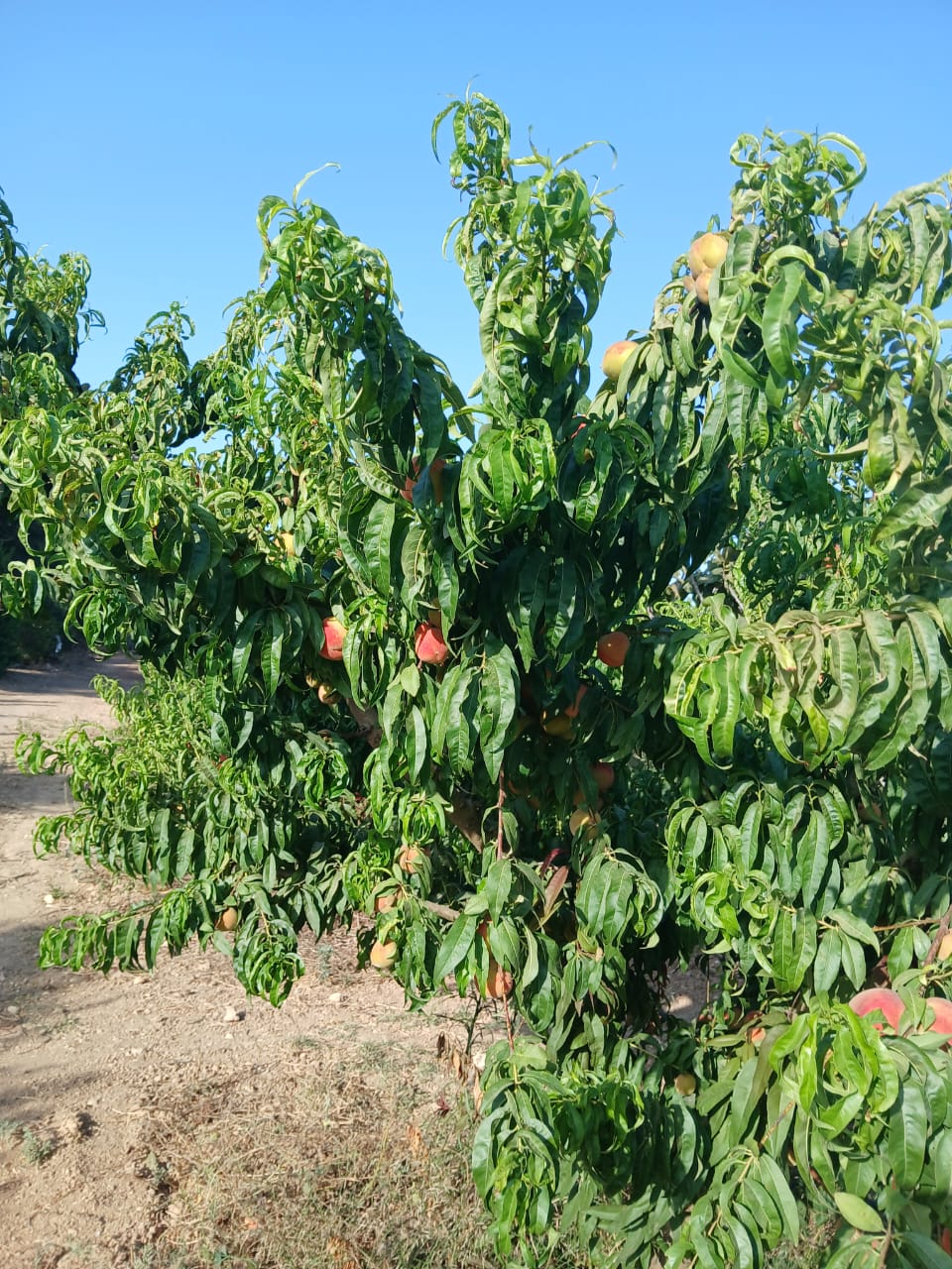 Ferme agricole de 2 hectares à el khatmine bizerte