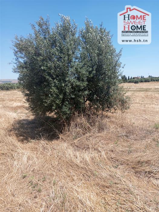 Terrain agricole olivia à béja