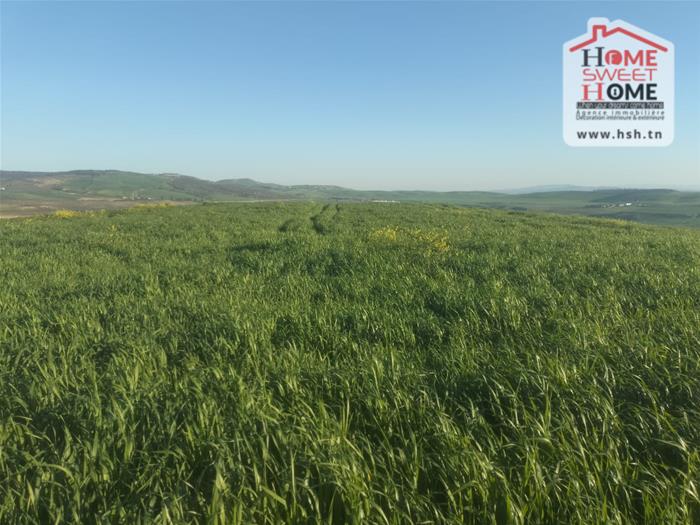Terrain agricole rakel à mjez el béja